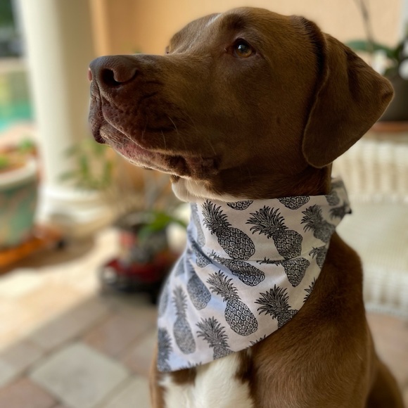 Handmade Dog Bandana with Velcro strap - Picture 5 of 12